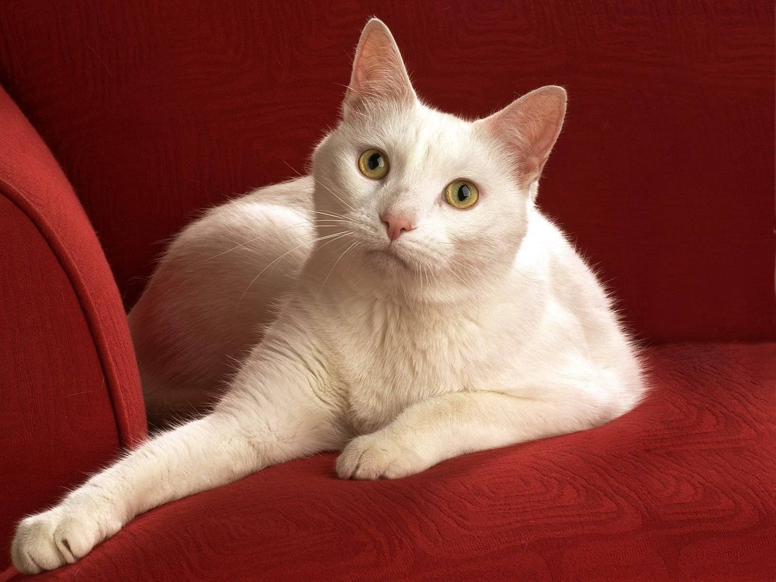 Анатолийская кошка: описание породы, фото, видео