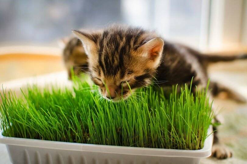 Какую траву проращивают для кошек, зачем они ее едят, как посадить и вырастить кошачью травку дома без земли?