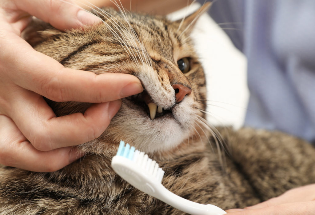 Как почистить зубы коту в домашних условиях?