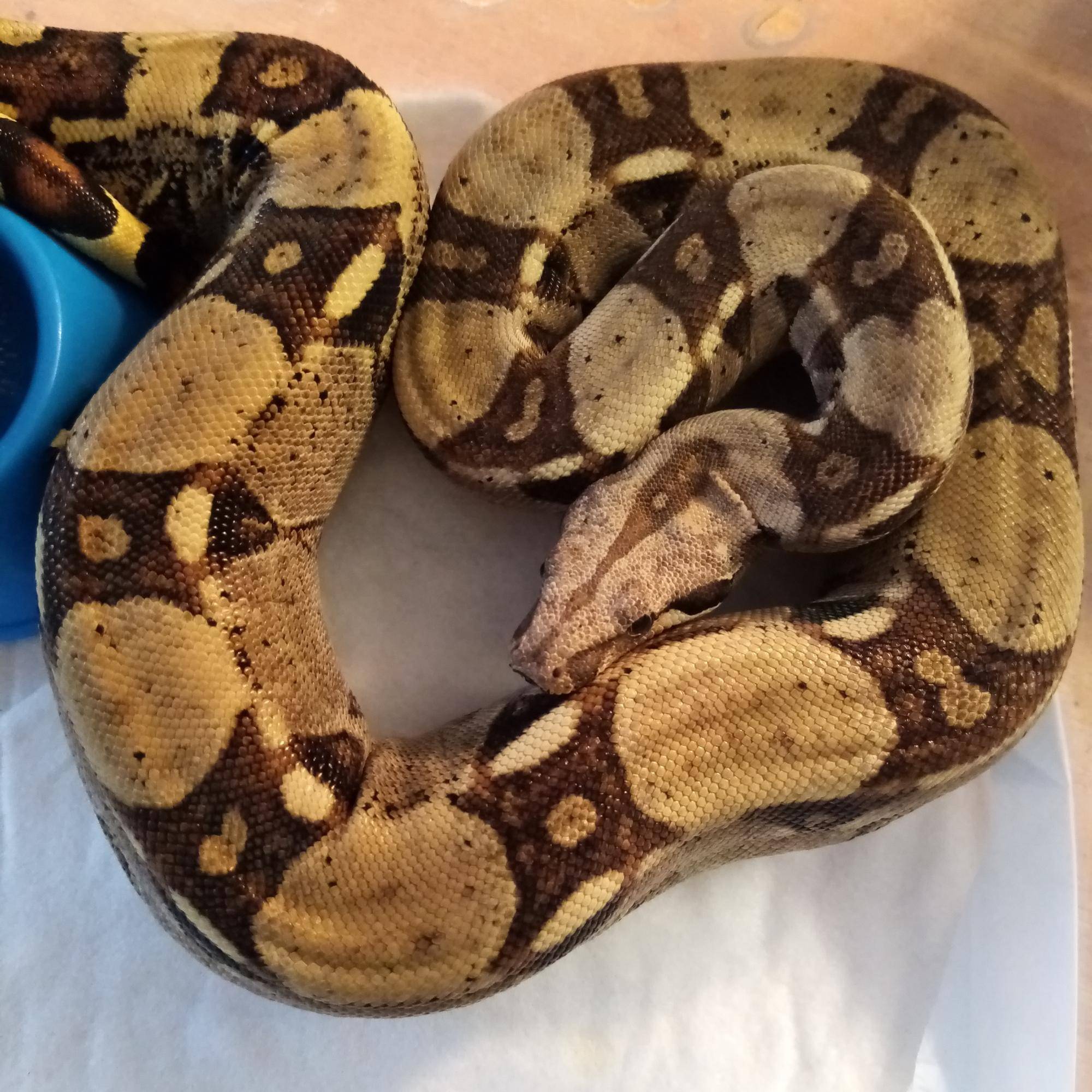 Boa constrictor morphs – 19 morph list, pictures & descriptions