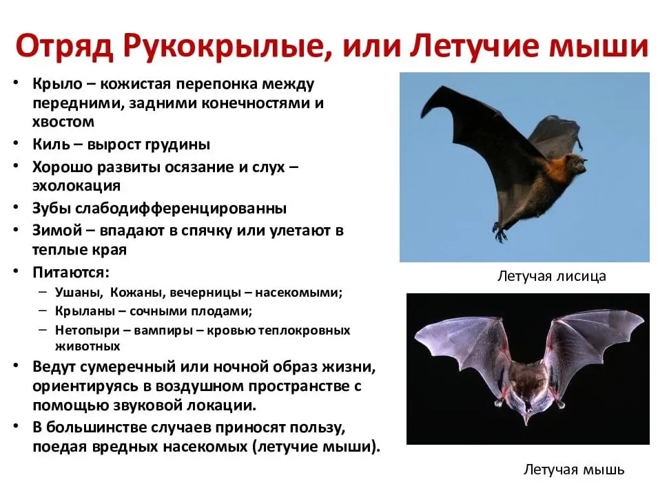 Всё о летучих мышах