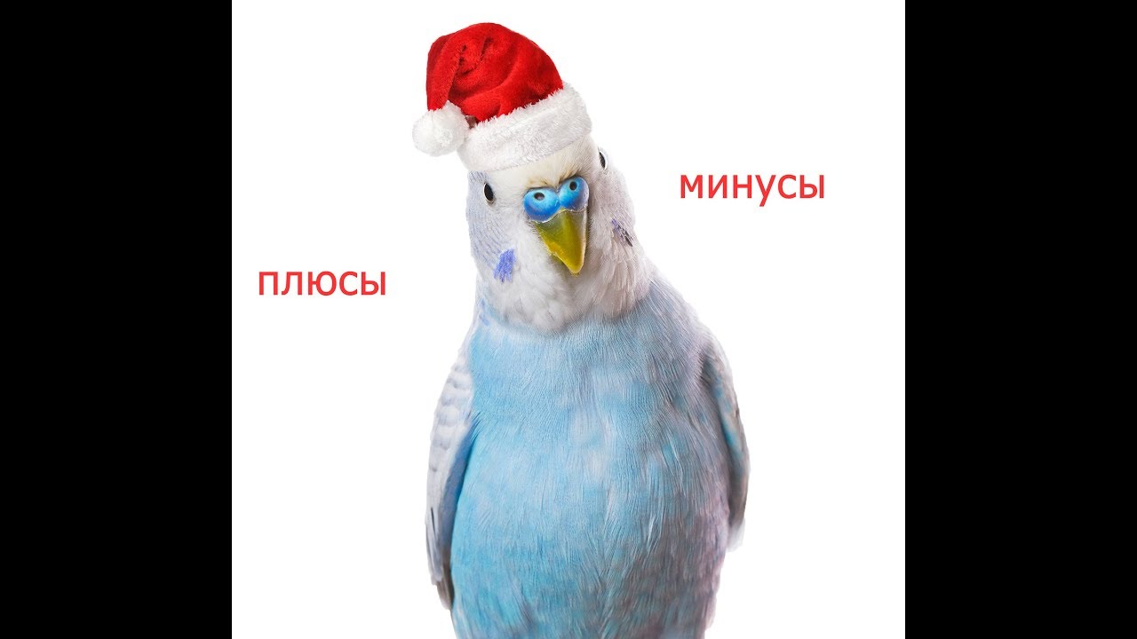 Какого попугая лучше всего завести в квартире