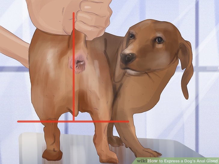 По каким причинам собаки могут постоянно лизать анус под основанием хвоста