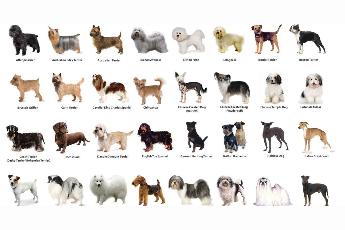 Породы собак маленьких размеров с фотографиями и названиями