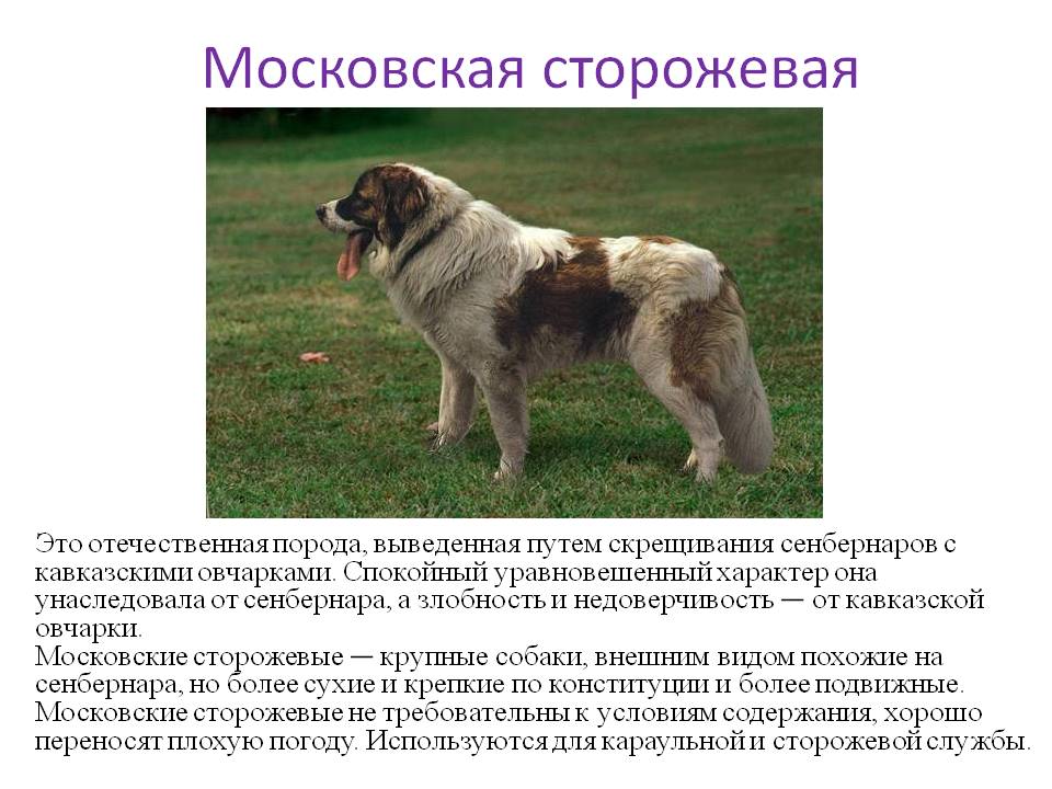 Московская сторожевая собака: особенности породы, характера, воспитания