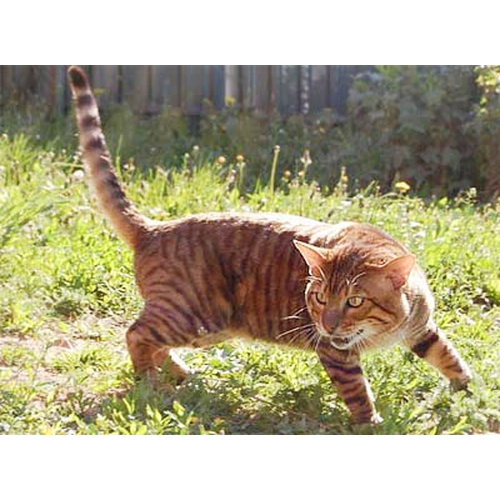 Уссурийский тигр. образ жизни и среда обитания уссурийского тигра | животный мир