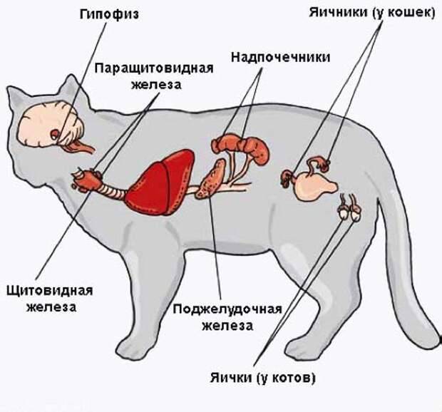 Воспаление параанальных желез у кошек | звери дома