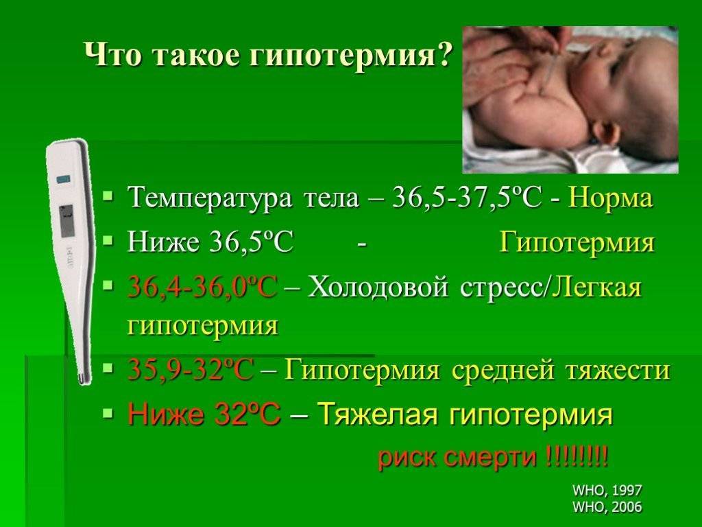 Все о морских свинках: советы для начинающих