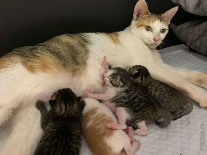 Может ли кошка родить только одного котенка?
