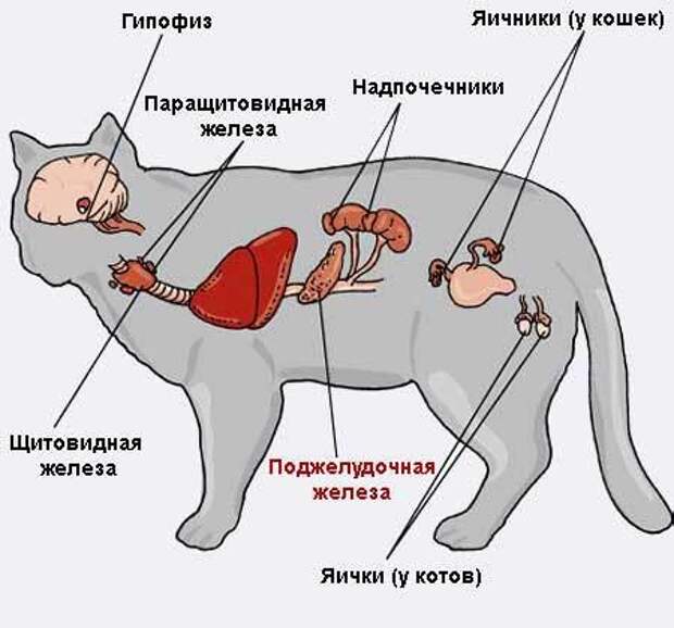 Артрит у кошек: характеристика заболевания и помощь питомцу