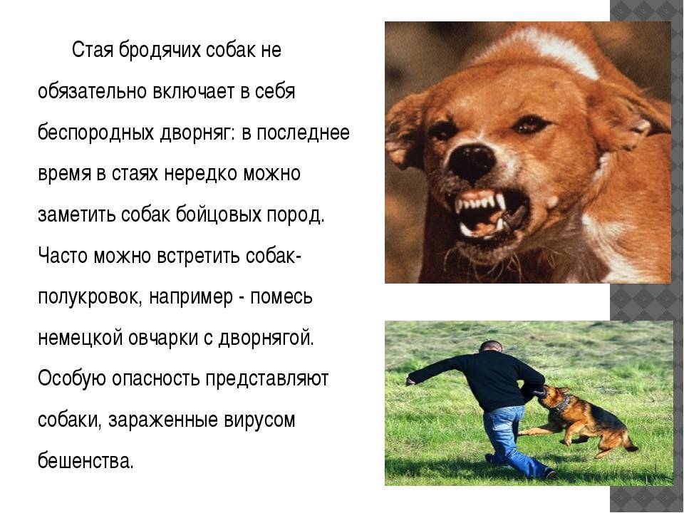 Как защитить себя и ребенка при нападении бродячей собаки - блог о детях