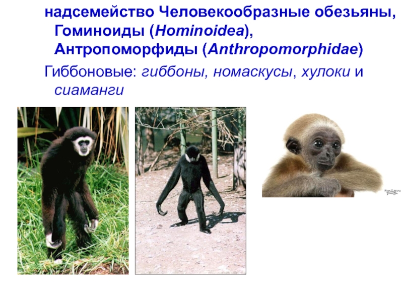 Общие предки человека и человекообразных обезьян на сайте игоря гаршина
