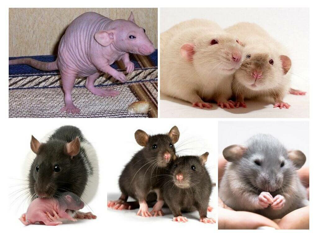 Сколько живут домашние крысы?