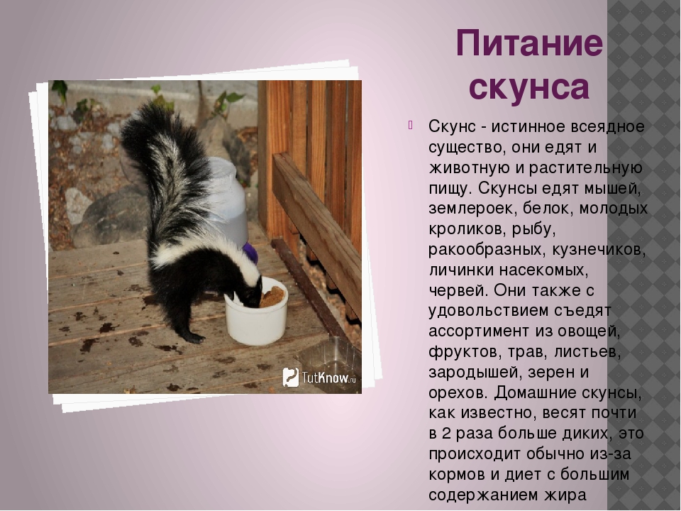 Скунс милое и опасное животное (описание, содержание дома)