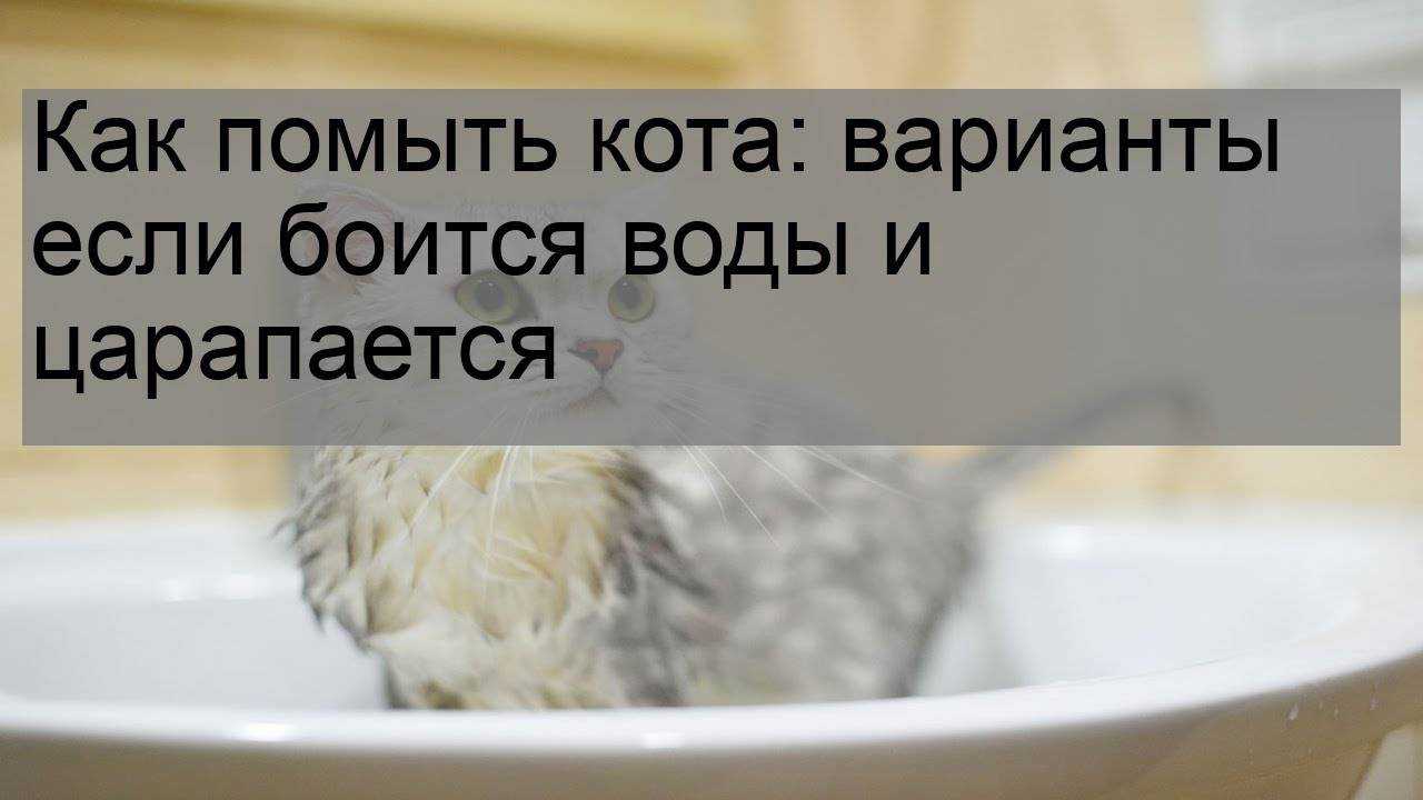 Купание кота: рекомендации для банных процедур