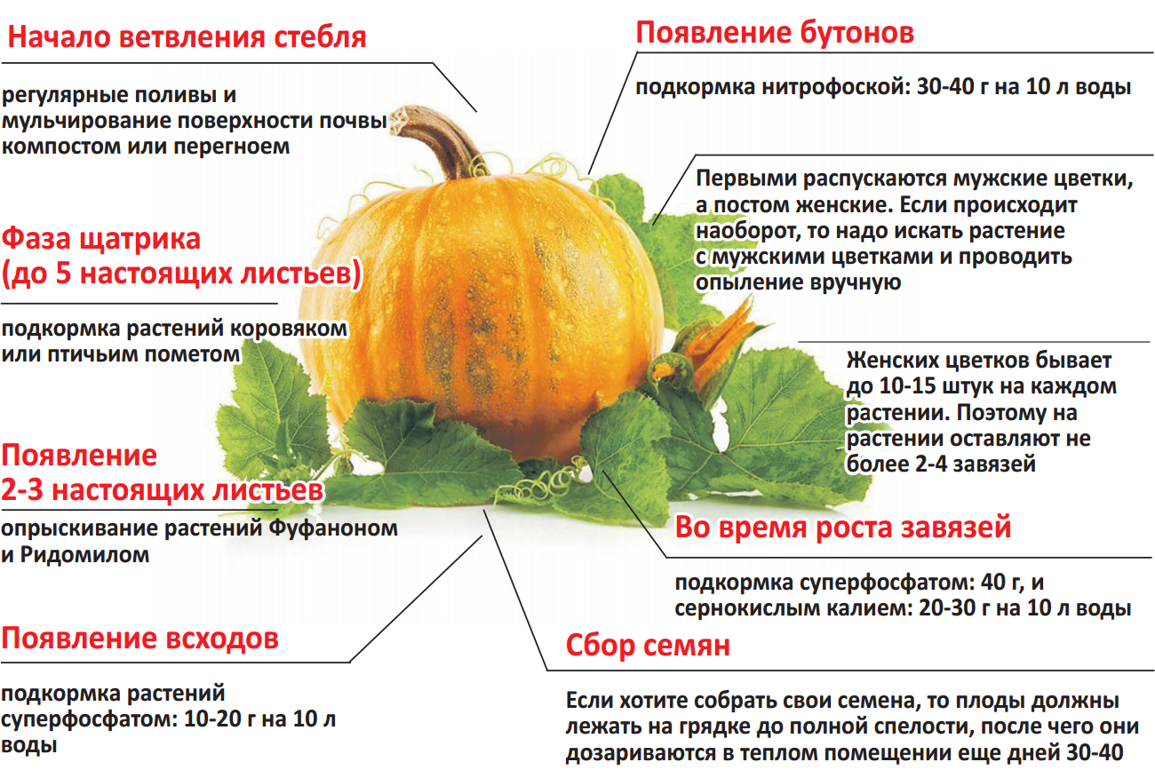 Чем можно и чем нельзя кормить хомяка (списки и рекомендации)