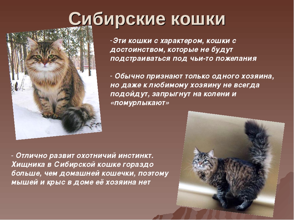 Сомалийская кошка: фото, описание, окрас, характер, стандарт породы