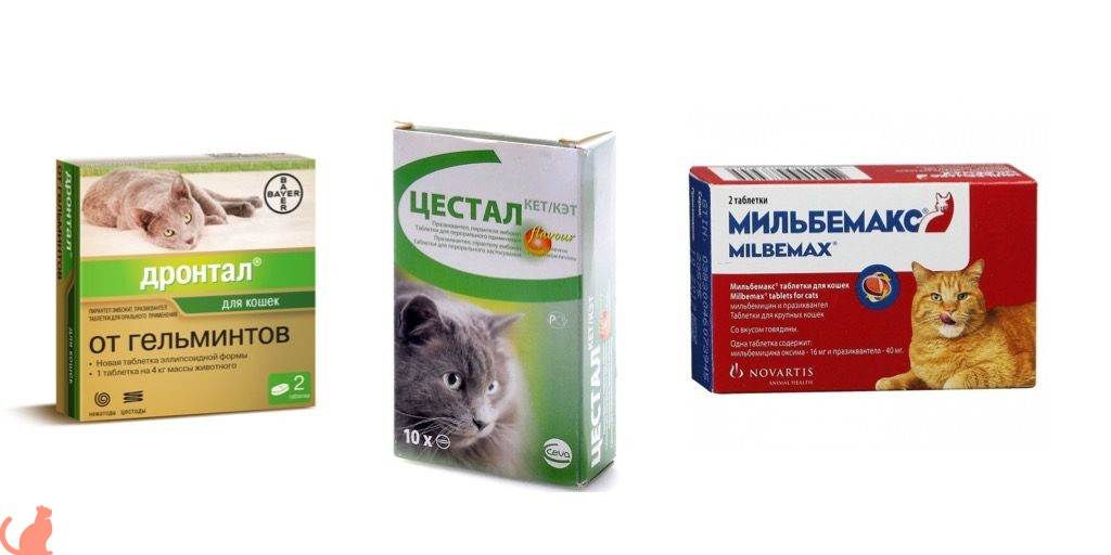 Симптомы и лечение глистов у кошек