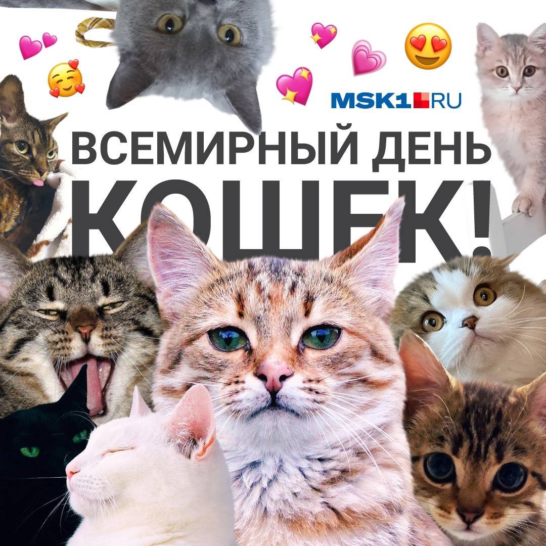 День котов. кошачий день. 1 марта. история кошачьего праздника. как отпраздновать. - мир кошек