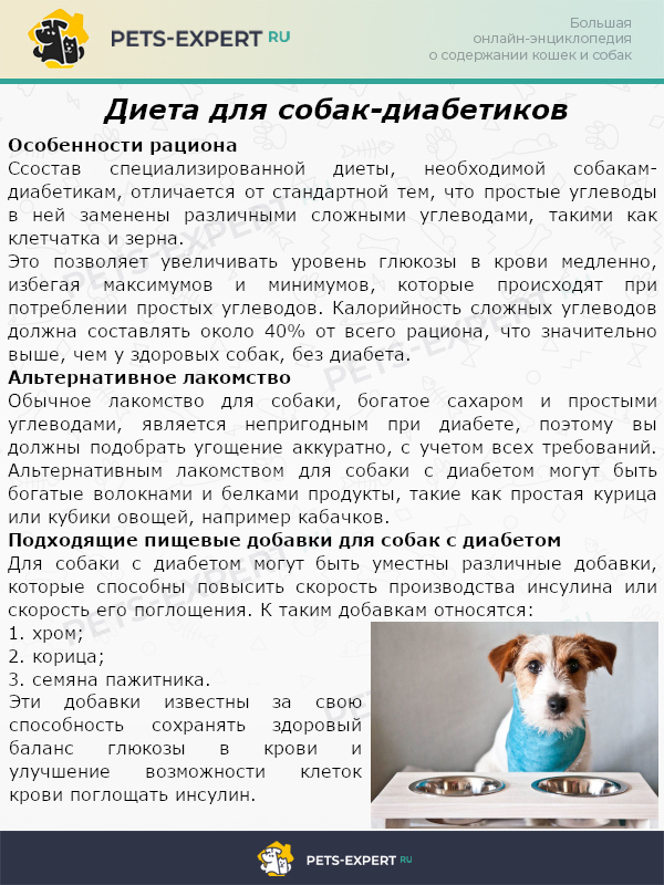 Собака не ест