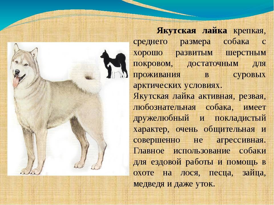 Якутская лайка: характеристика породы и описание с фото