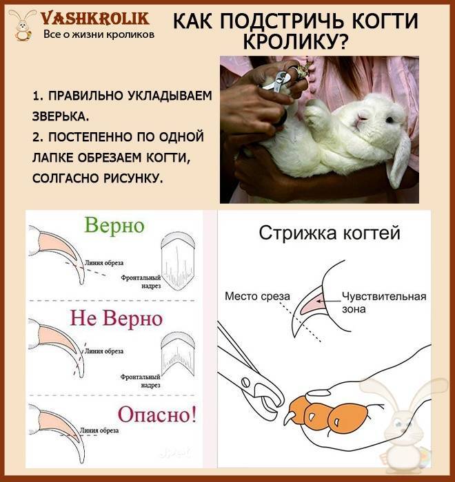 Нужно ли стричь шпица, померанского или немецкого: обязательно это или нет, и стоит ли обращаться к специалисту?