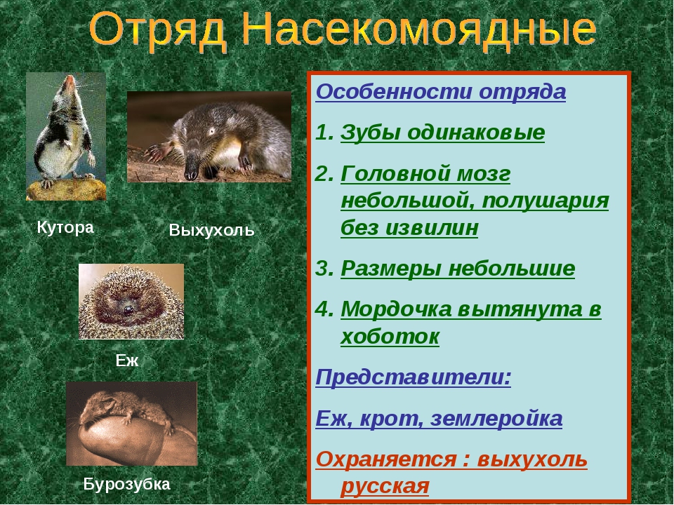 Грызуны | биология  | современный урок