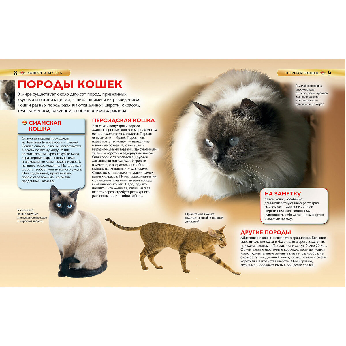 Гималайская кошка