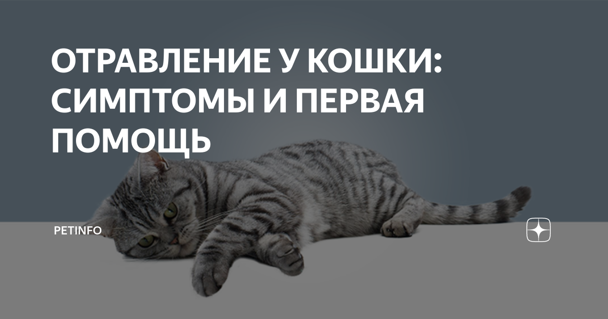 Что делать, если кот отравился: лечим кошачье отравление
