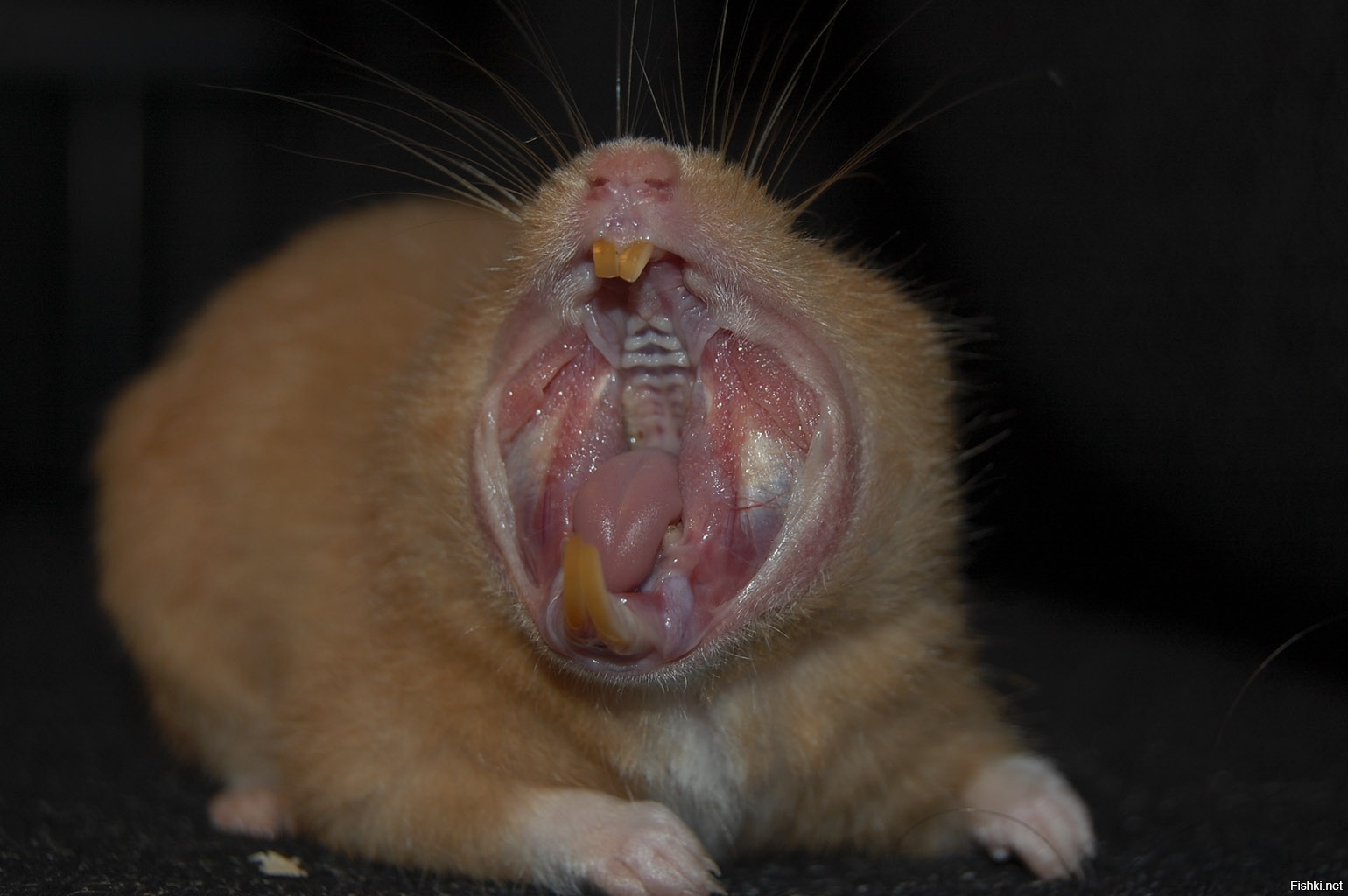 Почему крыса непрерывно чихает и фыркает