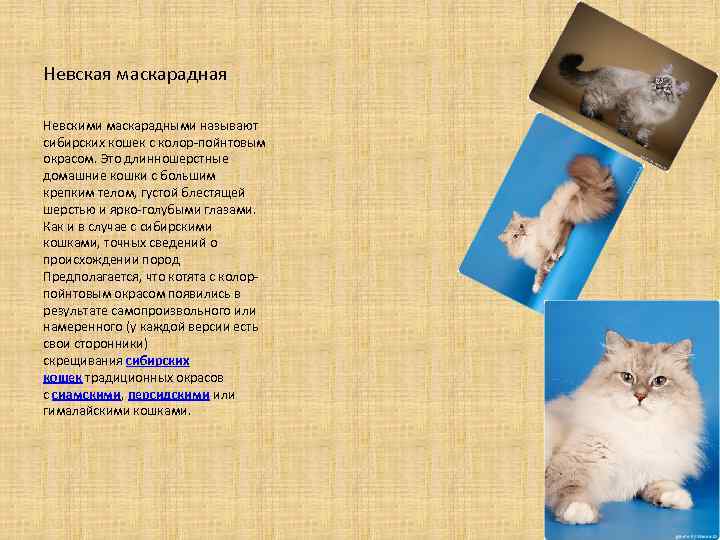 Невская маскарадная кошка