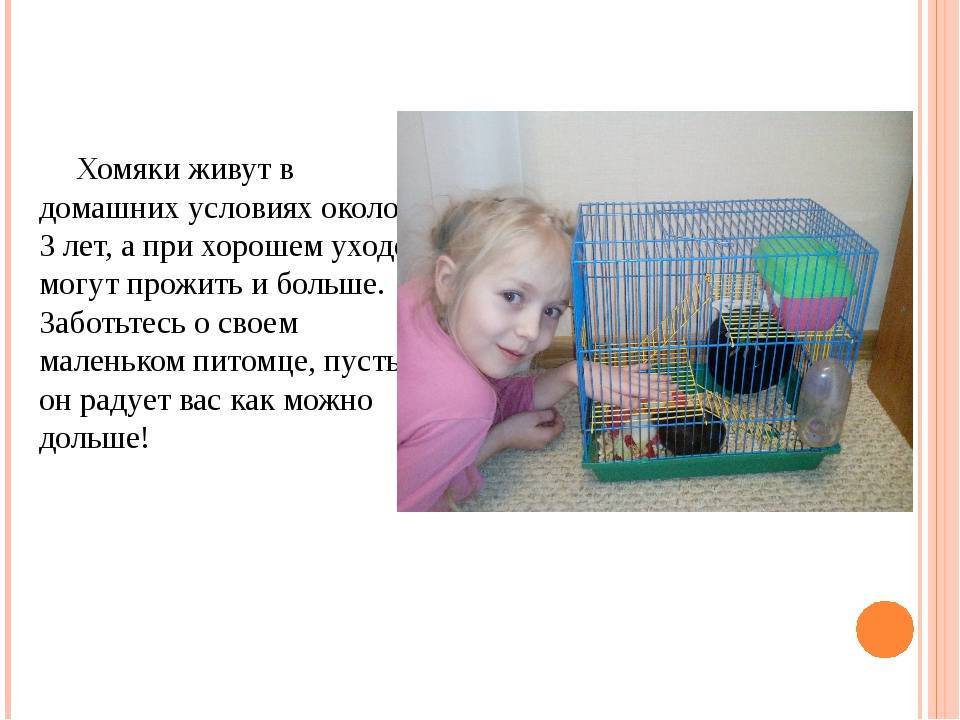 Сколько живут хомяки в домашних условиях, в том числе сирийские