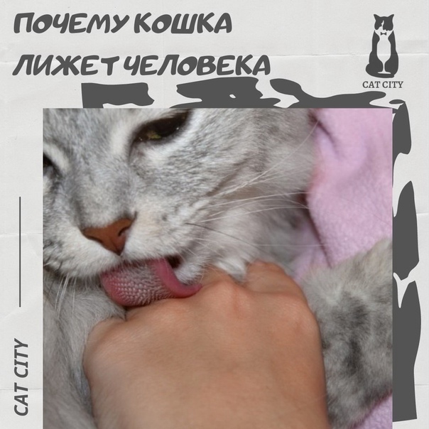Почему кошка вылизывает хозяина