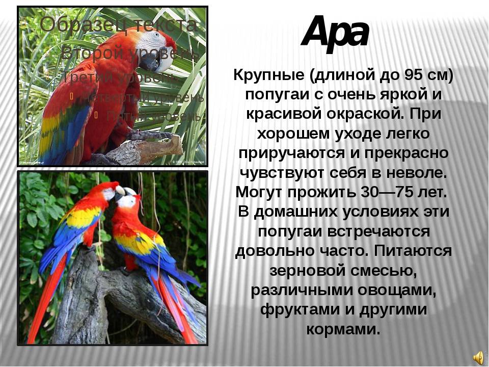 Попугай лори: обитание в природе, приручение к рукам, питание