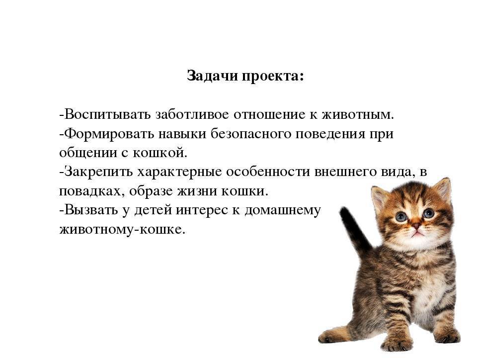 Беспородные кошки: особенности и уход в домашних условиях, содержание кота и его повадки