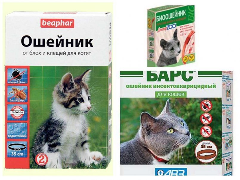 Блохи у кошек – как эффективно вывести блох