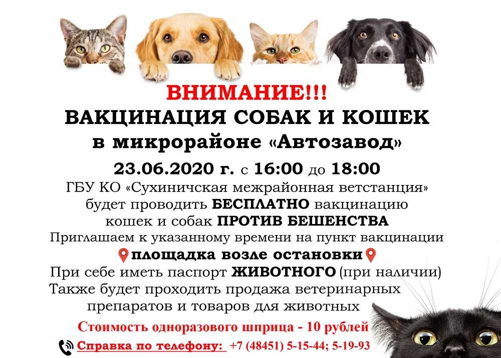 Как и когда делать прививку от бешенства кошке