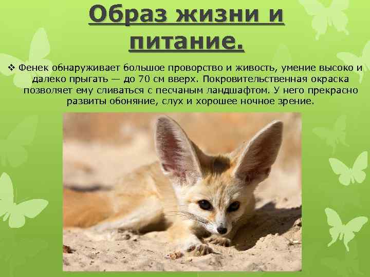 Домашние лисы особенности содержания и поведения — фенек характер — zoo-mamontenok