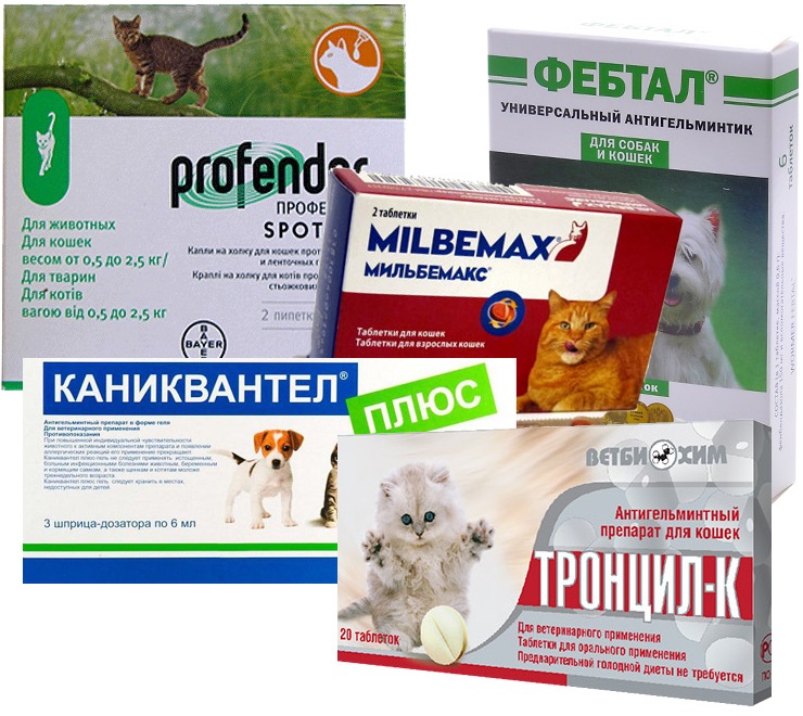 Как проглистогонить кошку в домашних условиях: основные правила и рекомендации