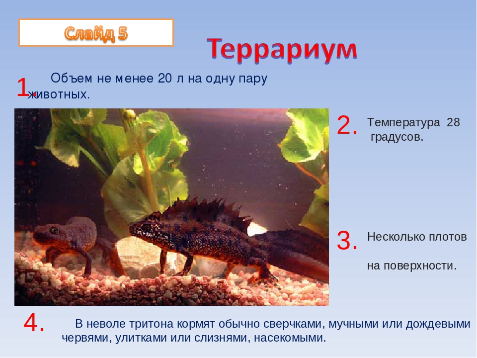 Тритоны аквариумные уход