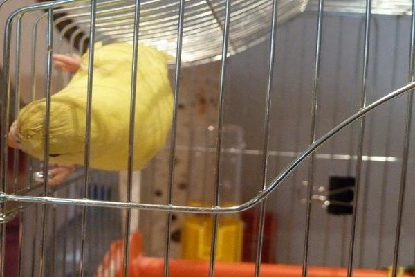 Попугай грызет клетку и что делать: решение проблемы
