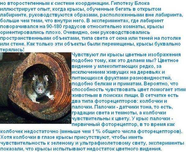 Как видят крысы в темноте и при свете [новое исследование]
