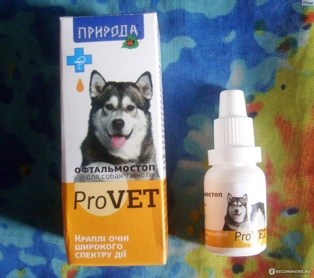 Как капать капли в глаза кошке?