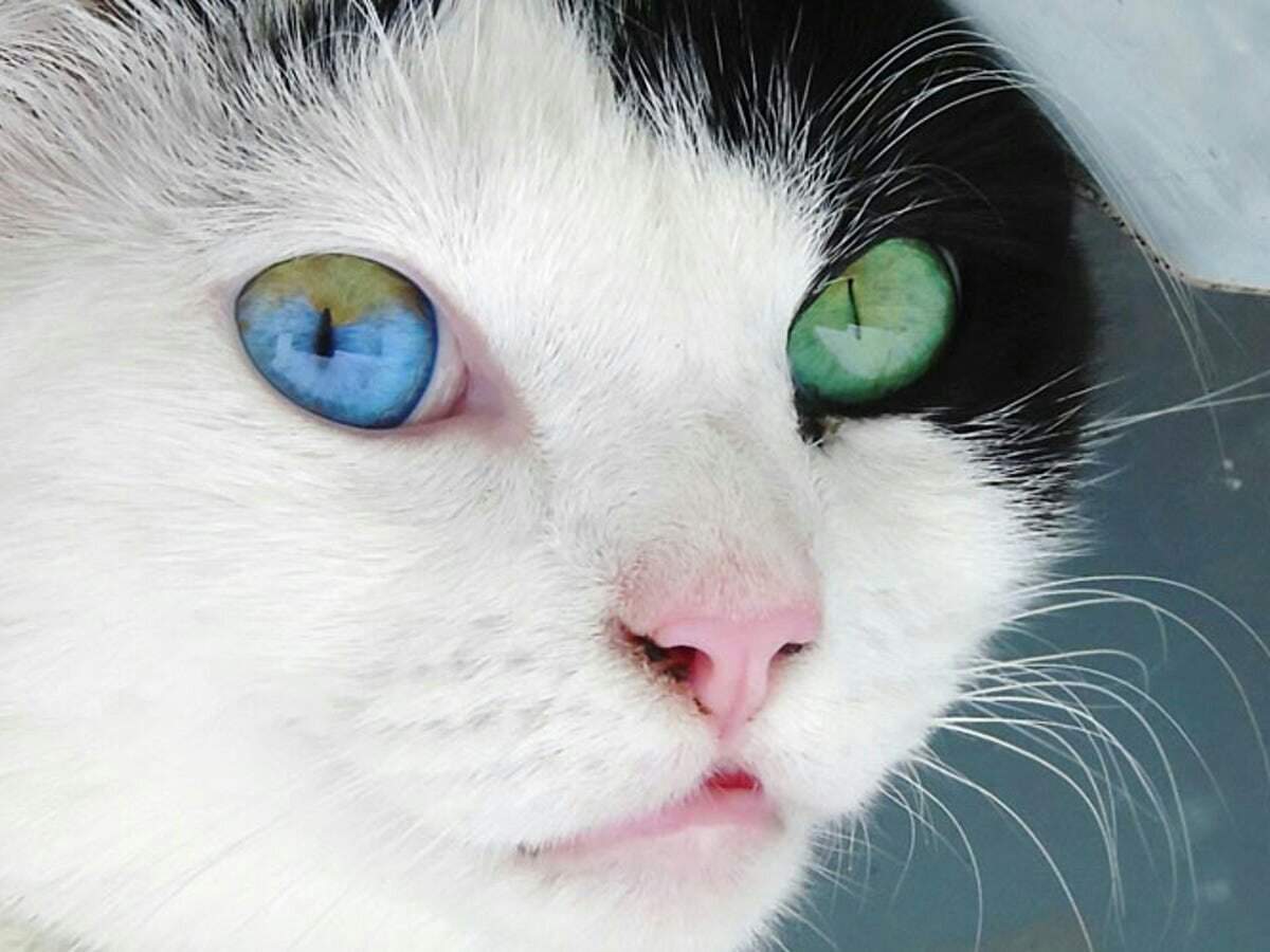 Причины аномального цвета глаз у кошек