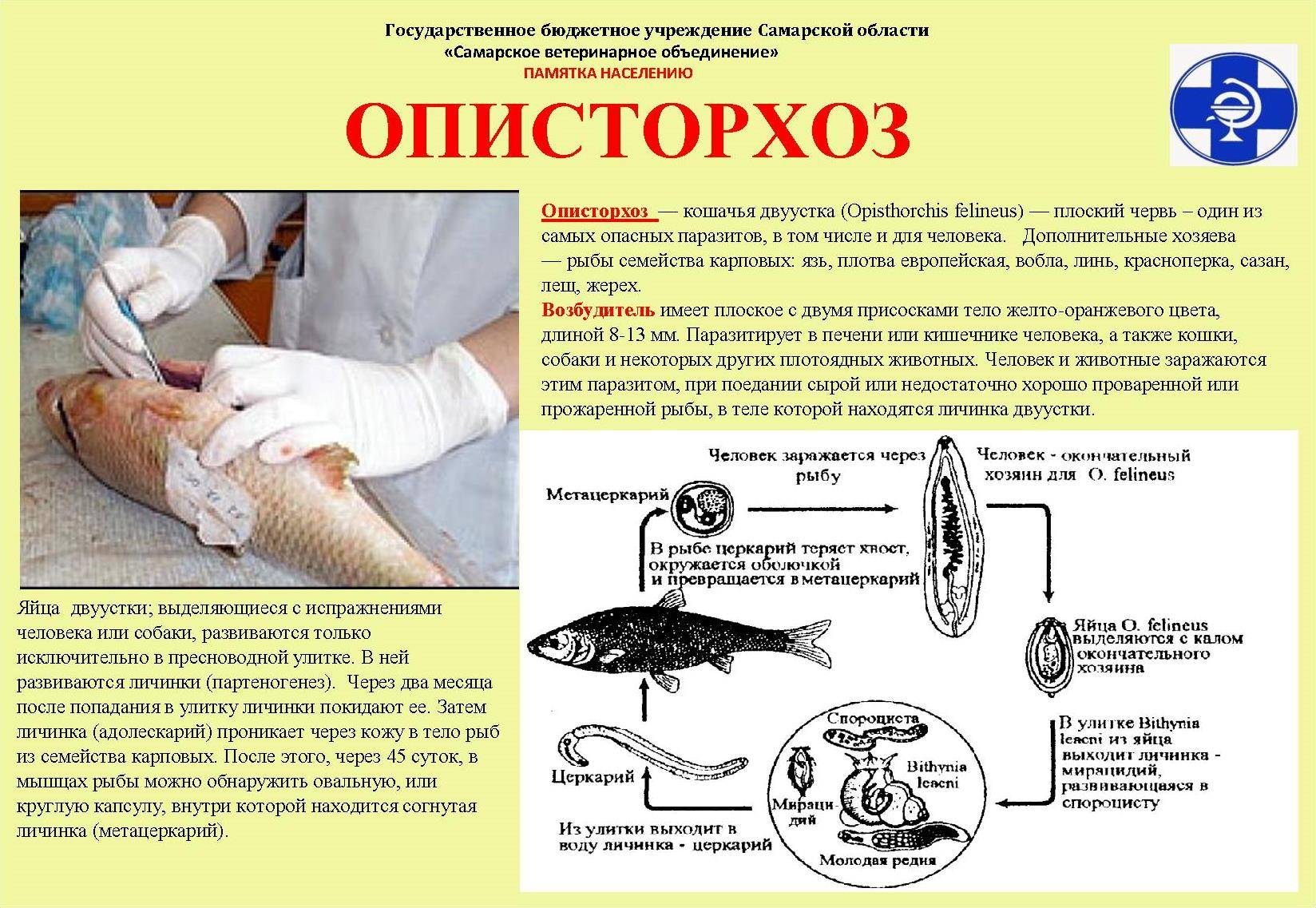 Описторхоз у кошек и котов: симптомы, лечение и профилактика
