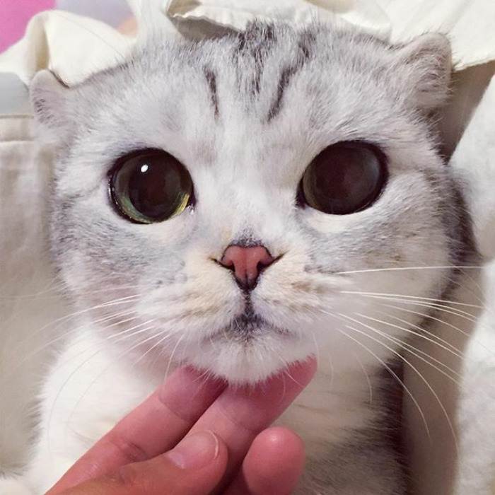 Коты и кошки с большими глазами