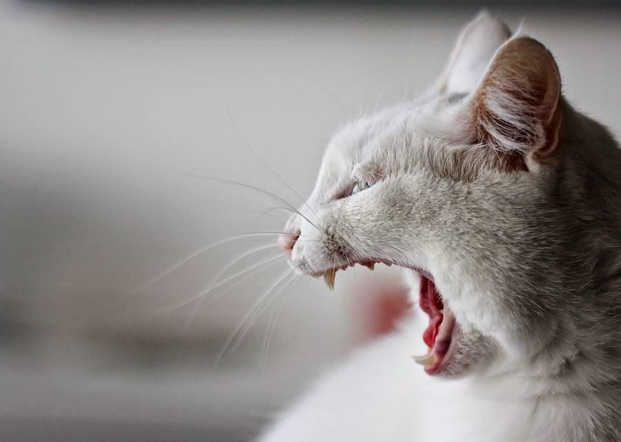 Гангренозный стоматит у кошек: симптомы и лечение