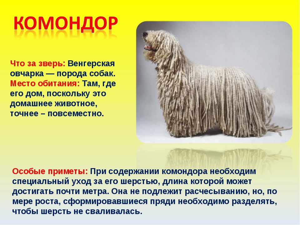 Комондор (венгерская овчарка) – энциклопедия о собаках