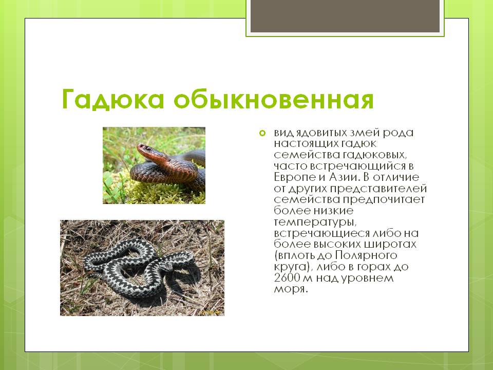Гадюка обыкновенная