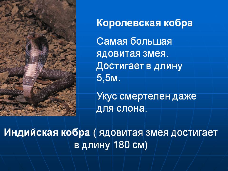 Королевская кобра: фото, внешний вид, описание, чем опасна